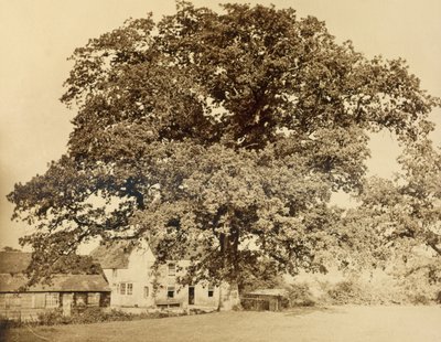 Oak (in Summer), Friars Oak, Clayton, Sussex, 1860 by English Photographer